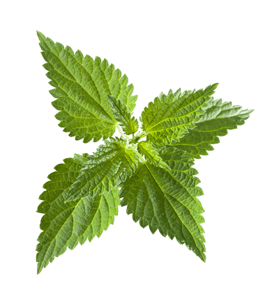 Stinging Nettle Leaf - Kidney Health
