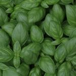 basil sprigs