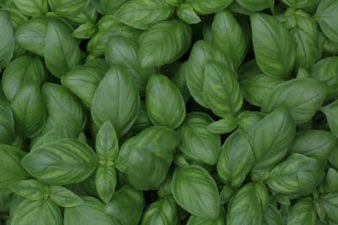 basil sprigs