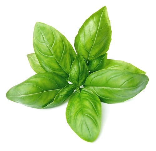 Fresh Sprig of Basil photo of a basil sprig