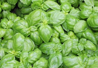 Bunch of Basil Sprigs