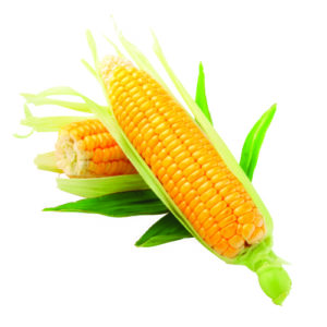 Yellow Corn